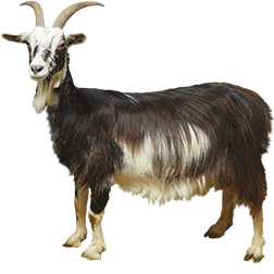 Massif Central Goat